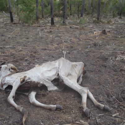 image of jaguar-attacks-on-cattle