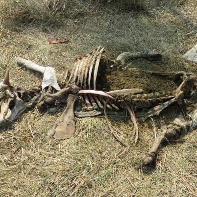 image of jaguar-attacks-on-cattle