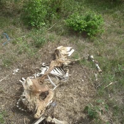 image of jaguar-attacks-on-cattle