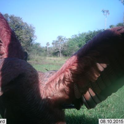 image of hawks