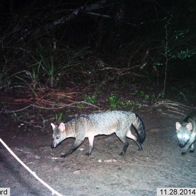 image of fox