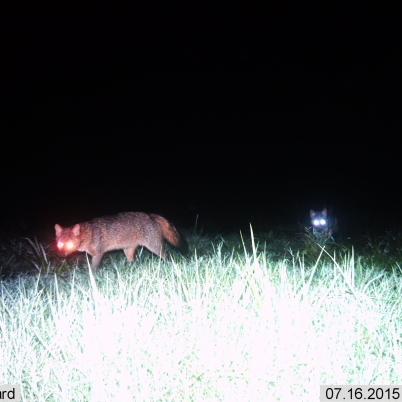 image of fox