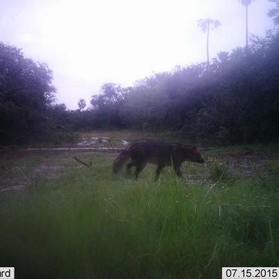 image of fox