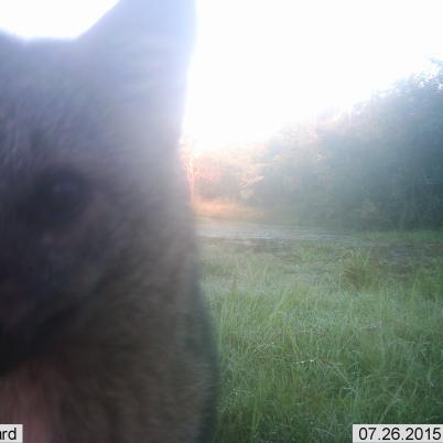 image of fox
