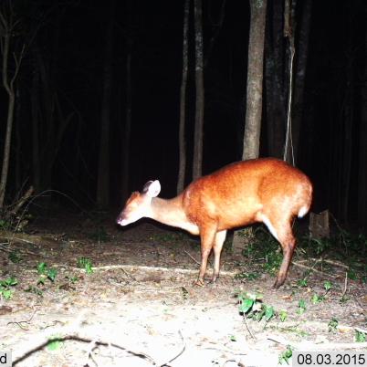 image of red-brocket-wassu-mazama-americana