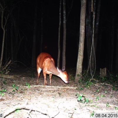 image of red-brocket-wassu-mazama-americana