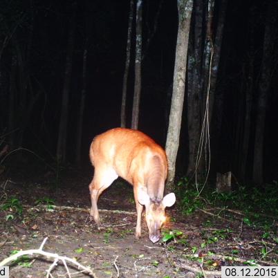 image of red-brocket-wassu-mazama-americana
