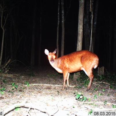 image of red-brocket-wassu-mazama-americana