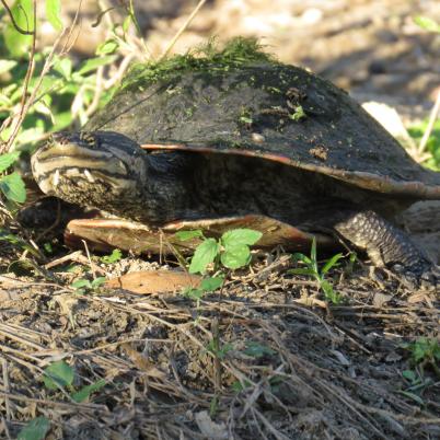 image of turtles
