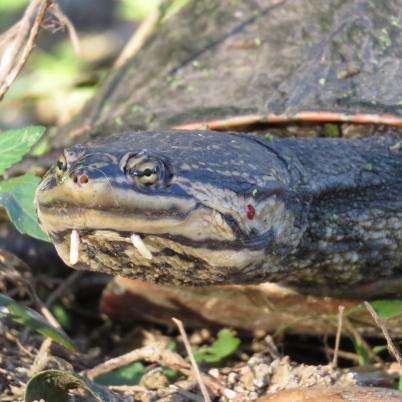 image of turtles