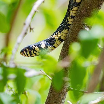 image of snakes