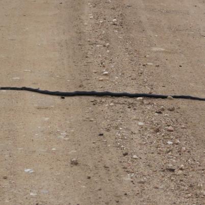 image of snakes