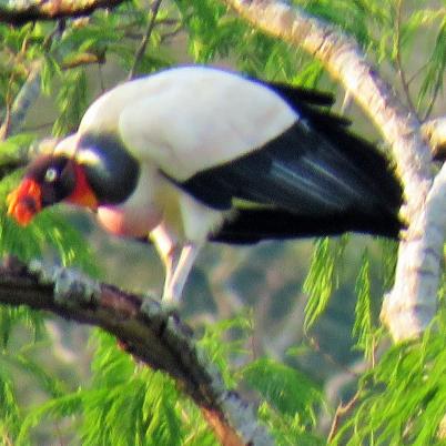 image of king-vulture-rey-de-los-sucha-sarcoramphus-papa