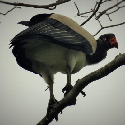 image of king-vulture-rey-de-los-sucha-sarcoramphus-papa