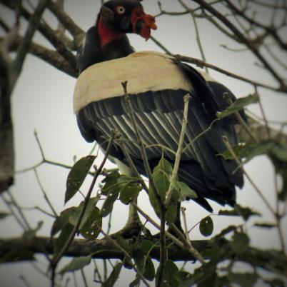 image of king-vulture-rey-de-los-sucha-sarcoramphus-papa