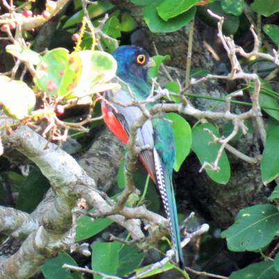 image of blue-crowned-trogon-aurora-de-corona-azul-trogon-curucui