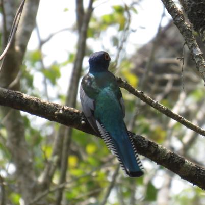 image of blue-crowned-trogon-aurora-de-corona-azul-trogon-curucui
