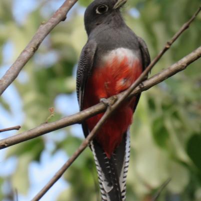 image of blue-crowned-trogon-aurora-de-corona-azul-trogon-curucui