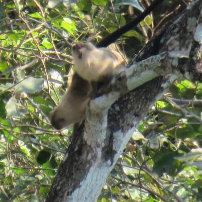 image of black-tailed-marmoset-mono-leoncito-mico-melanura-antes-callithrix-melanura