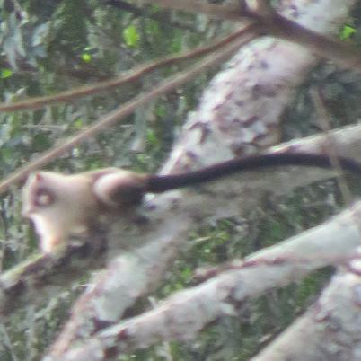 image of black-tailed-marmoset-mono-leoncito-mico-melanura-antes-callithrix-melanura