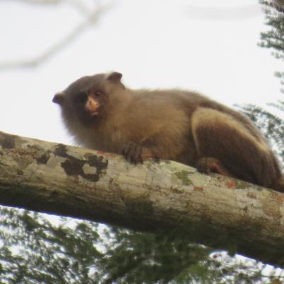 image of black-tailed-marmoset-mono-leoncito-mico-melanura-antes-callithrix-melanura