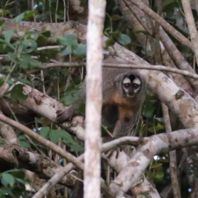 image of black-headed-night-monkey-cuatro-ojos-mono-nocturno-el-mico-nocturno-de-cabeza-negra-aotus-nigriceps