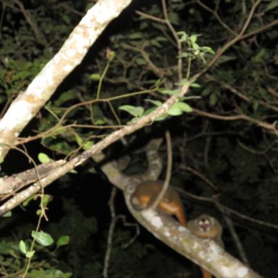 image of black-headed-night-monkey-cuatro-ojos-mono-nocturno-el-mico-nocturno-de-cabeza-negra-aotus-nigriceps