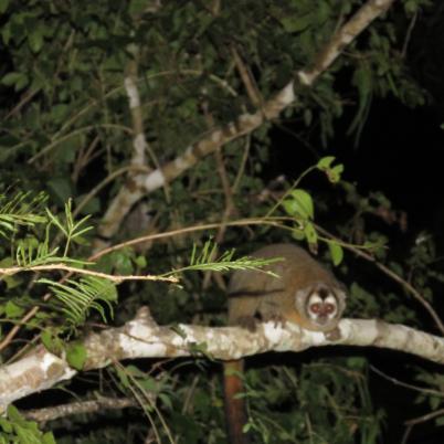 image of black-headed-night-monkey-cuatro-ojos-mono-nocturno-el-mico-nocturno-de-cabeza-negra-aotus-nigriceps