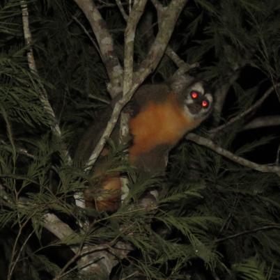 image of black-headed-night-monkey-cuatro-ojos-mono-nocturno-el-mico-nocturno-de-cabeza-negra-aotus-nigriceps