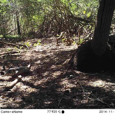 image of argentine-black-and-white-tegu-peni-tupinambis-merianae