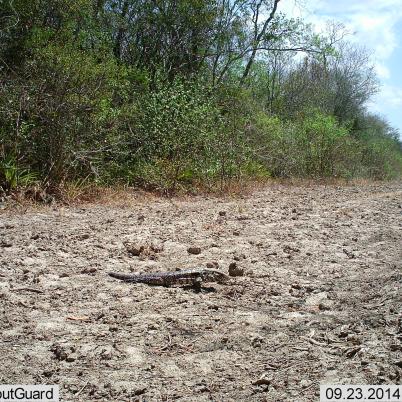image of argentine-black-and-white-tegu-peni-tupinambis-merianae