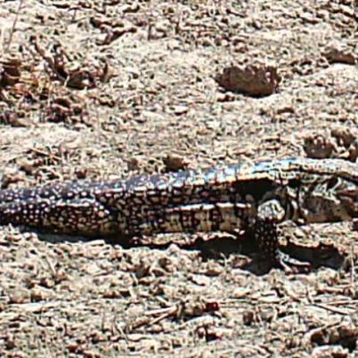 image of argentine-black-and-white-tegu-peni-tupinambis-merianae