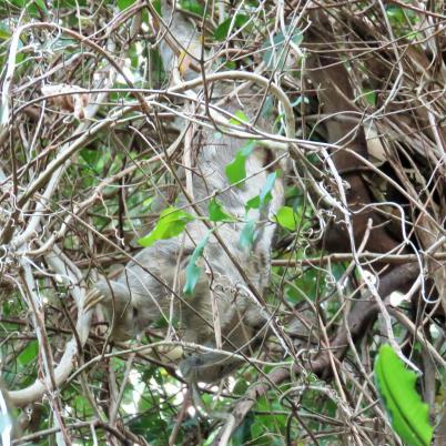 image of brown-throated-three-toed-sloth-perisoso-bradypus-variegatus