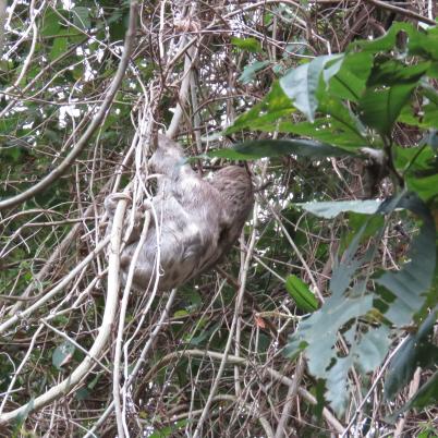 image of brown-throated-three-toed-sloth-perisoso-bradypus-variegatus