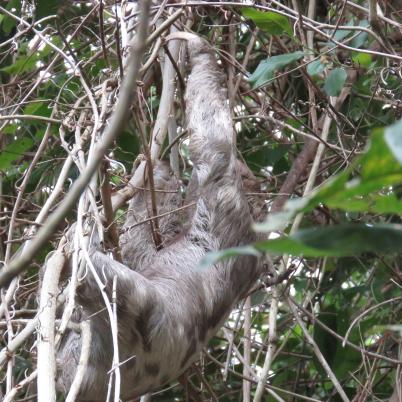 image of brown-throated-three-toed-sloth-perisoso-bradypus-variegatus