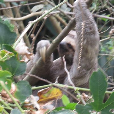 image of brown-throated-three-toed-sloth-perisoso-bradypus-variegatus