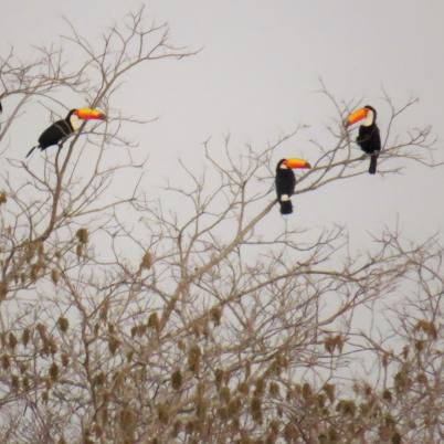image of yellow-ridged-toucan-r-culminatus