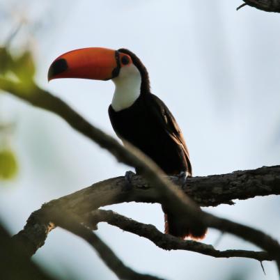 image of yellow-ridged-toucan-r-culminatus