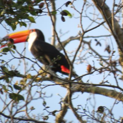 image of yellow-ridged-toucan-r-culminatus