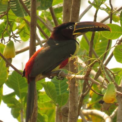 image of chestnut-eared-aracari