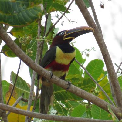image of chestnut-eared-aracari