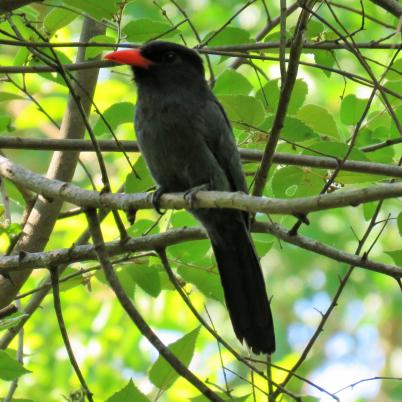 image of black-fronted-numbird