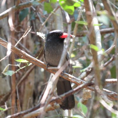 image of black-fronted-numbird