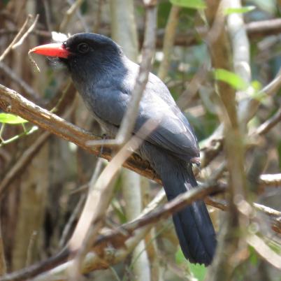 image of black-fronted-numbird
