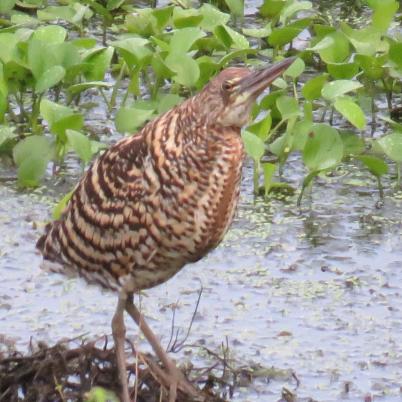 image of resfescens-tiger-heron