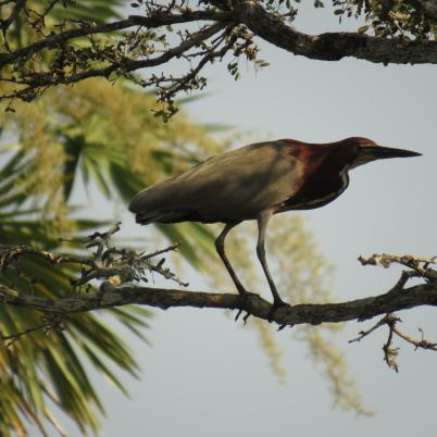 image of resfescens-tiger-heron