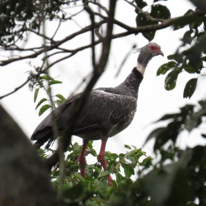 image of southern-screamer