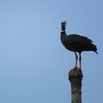 image of southern-screamer