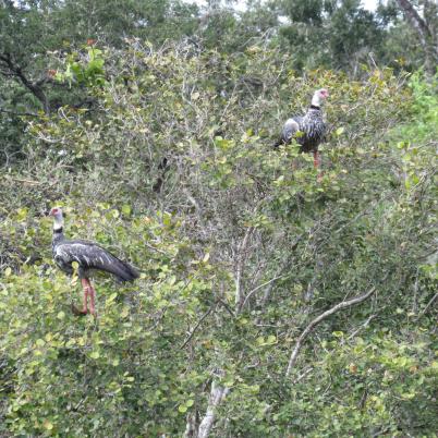 image of southern-screamer