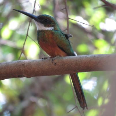 image of rufous-tailedd-jacamar-burguillo-galbula-ruficauda